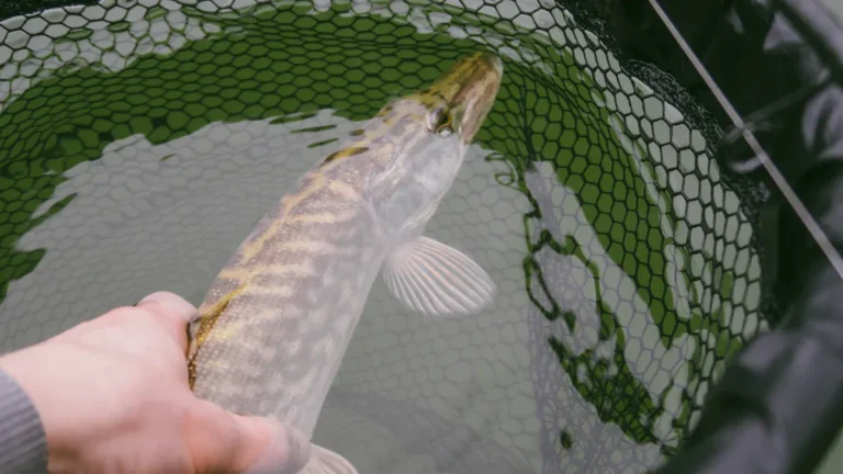 How to Use a Fishing Net for Safe Catch and Release
