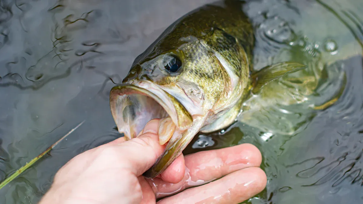 How to Get Started with Freshwater Fishing