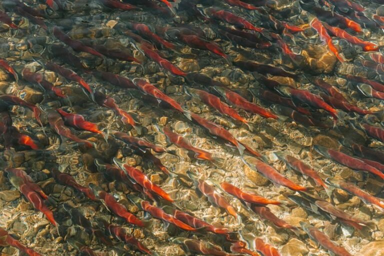 seasonal fish migration patterns