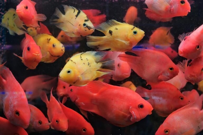 african cichlid lifespan duration