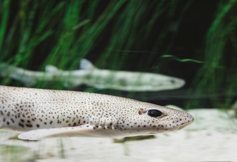 aggressive active freshwater sharks