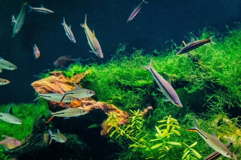 algae eating sucker fish care