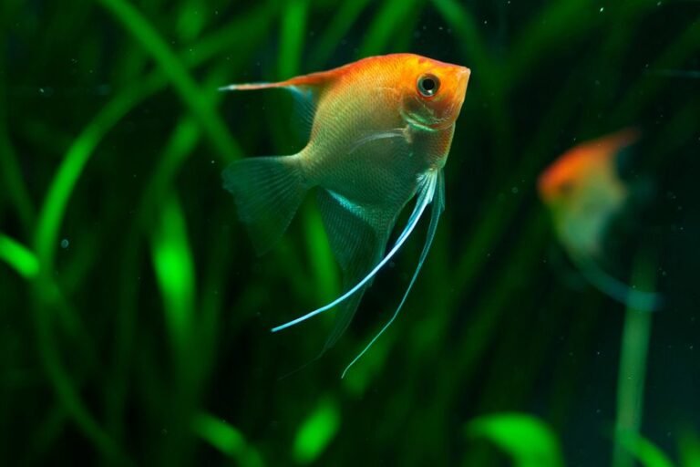 angelfish lifespan duration inquiry