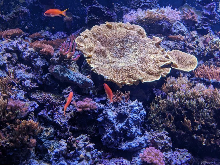 aquarium general hardness control