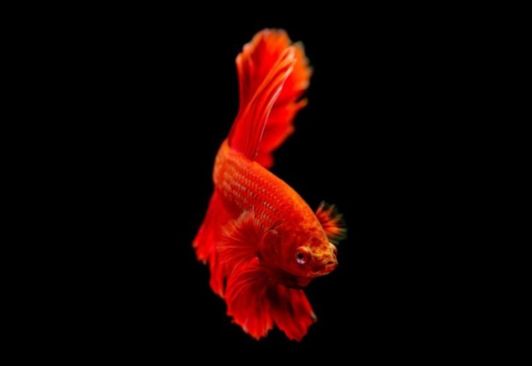 betta goldfish compatibility question
