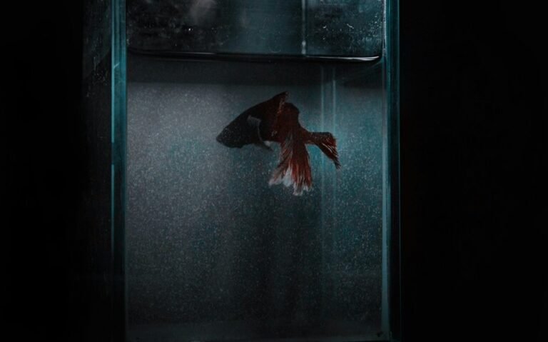 betta velvet disease symptoms