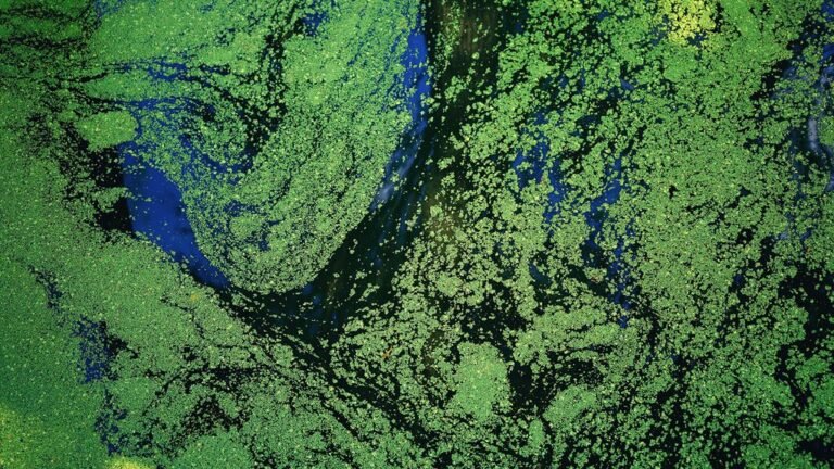 black beard algae control