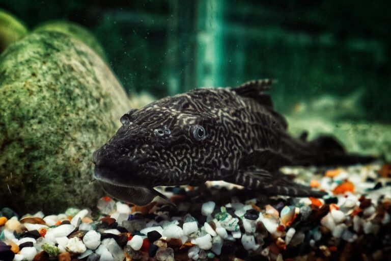 bristlenose pleco lifespan information
