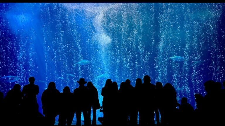 bubbles in aquarium causes