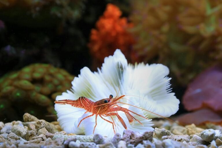 cherry shrimp tank mates