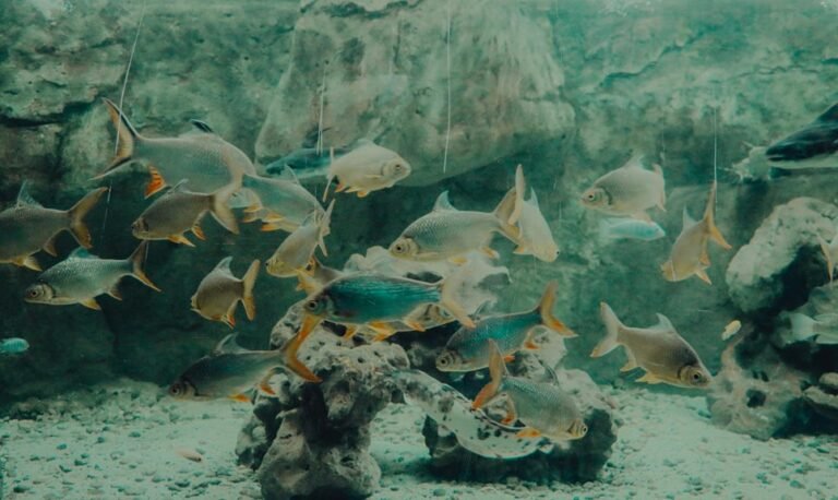 choosing safe aquarium water