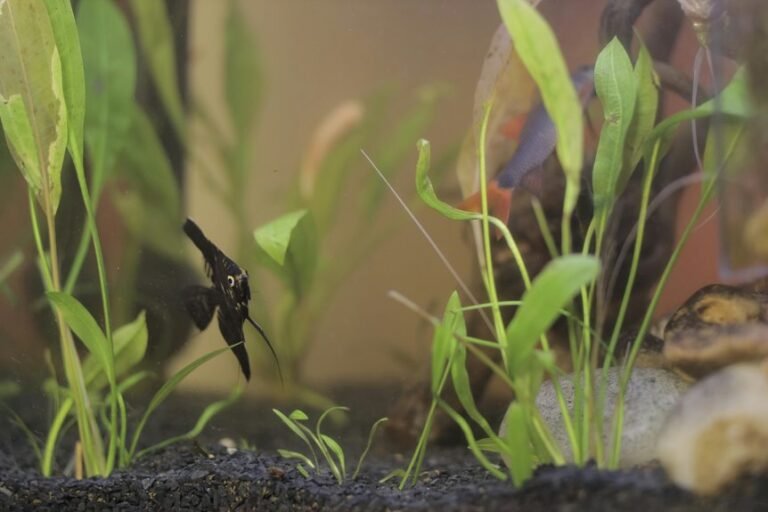 cold aquarium temperature concerns