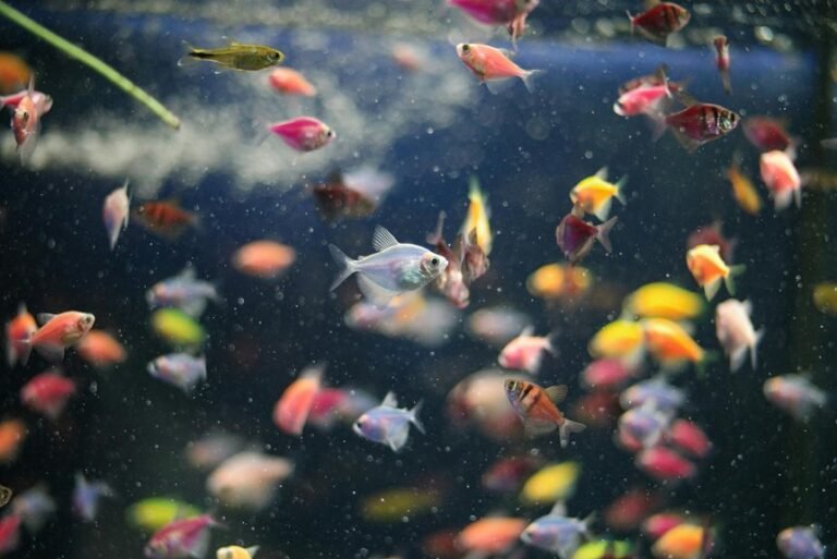 colorful australian community fish
