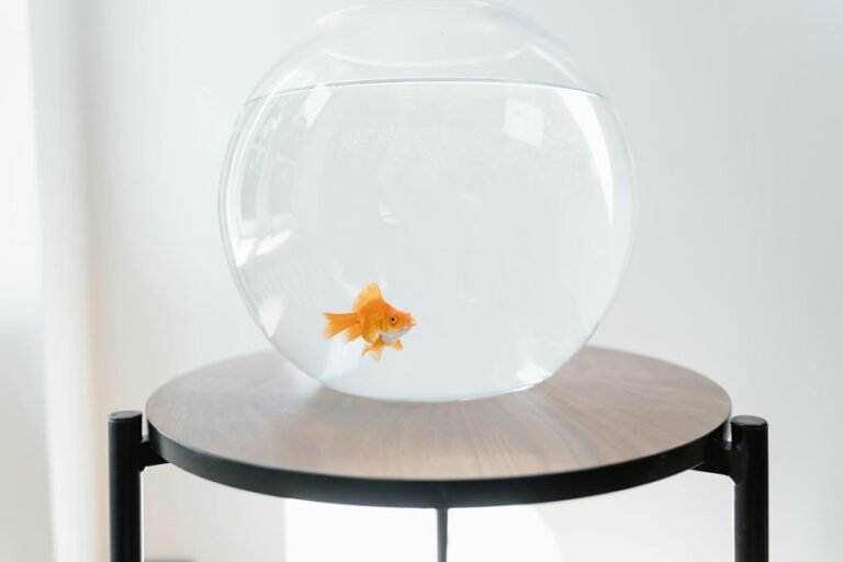 creative betta bowl designs