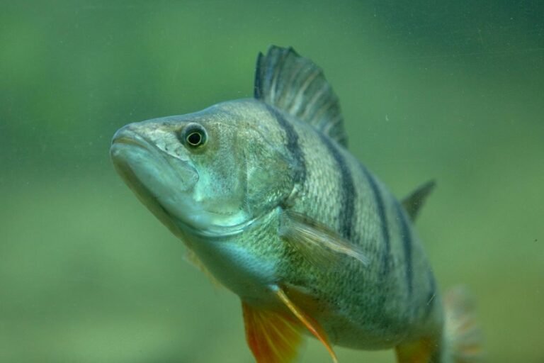 creative betta fish name ideas