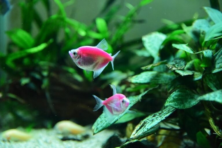 easy beginner aquarium fish