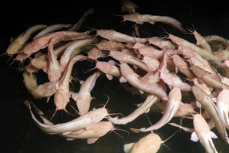 eight corydoras bottom dwelling varieties