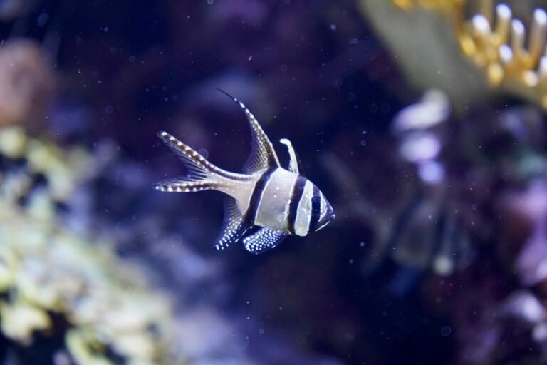 emergency aquarium power outage steps