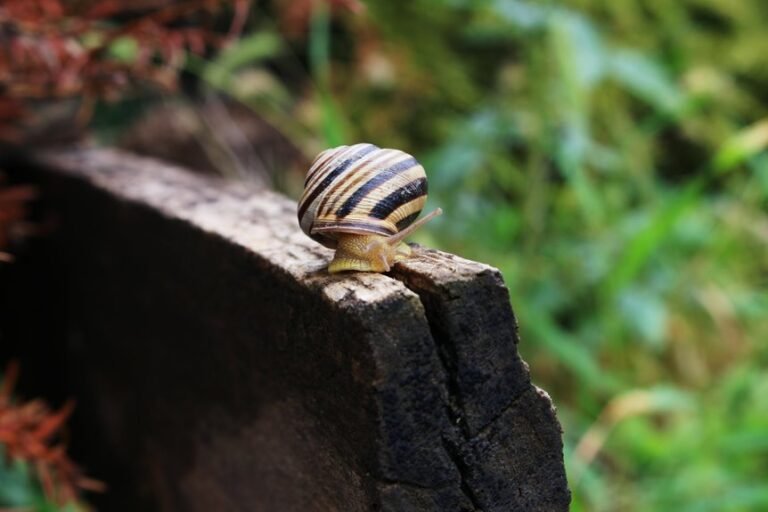 explosive bladder snail proliferation control