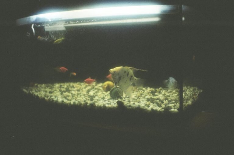 fish per gallon ratio