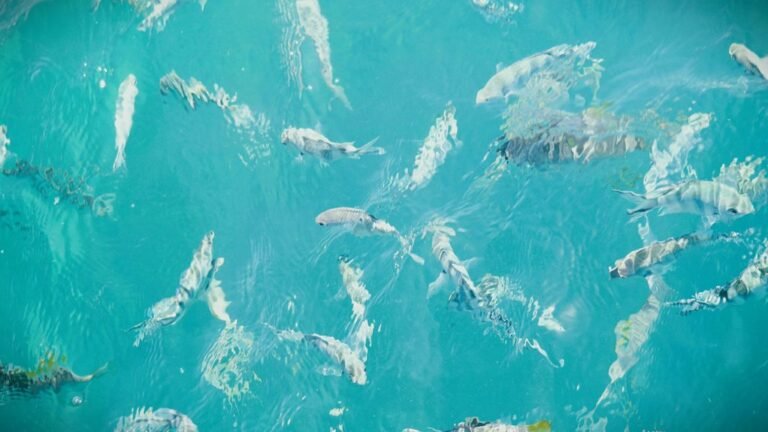 fish survival outside water