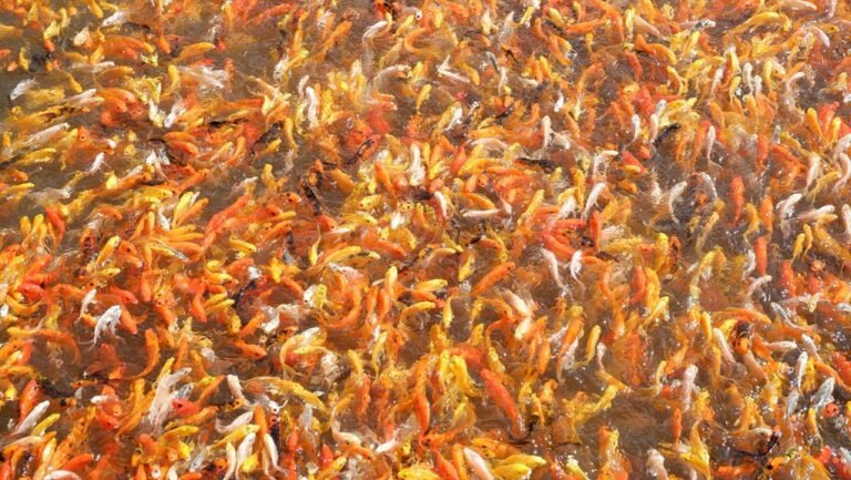 guppy breeding and coloration