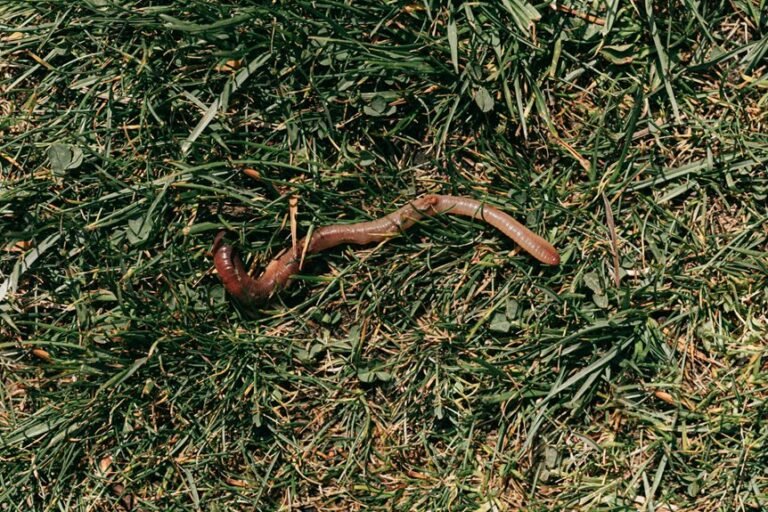 identifying and controlling bristleworms