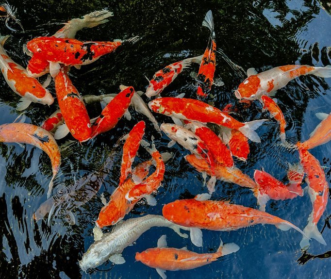 koi fish price inquiry