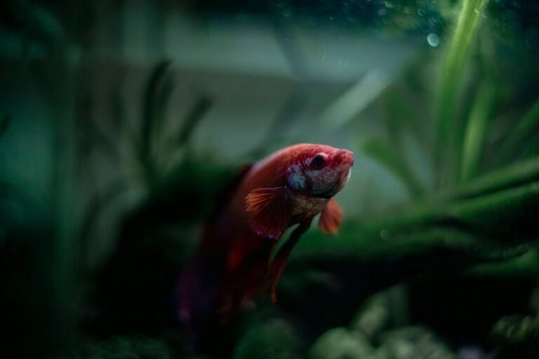 male female betta cohabitation