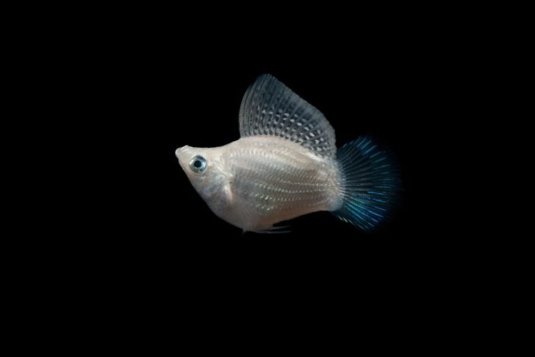 molly fish lifespan duration