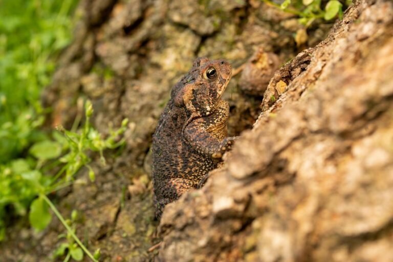 neotenic mexican salamander with gills