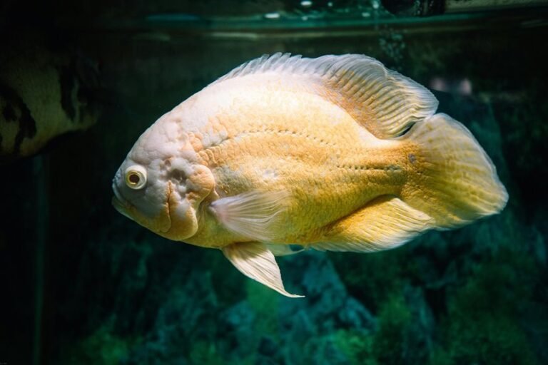 oscar fish lifespan query