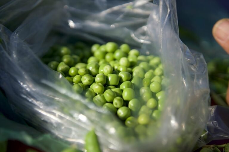 pea puffer lifespan duration