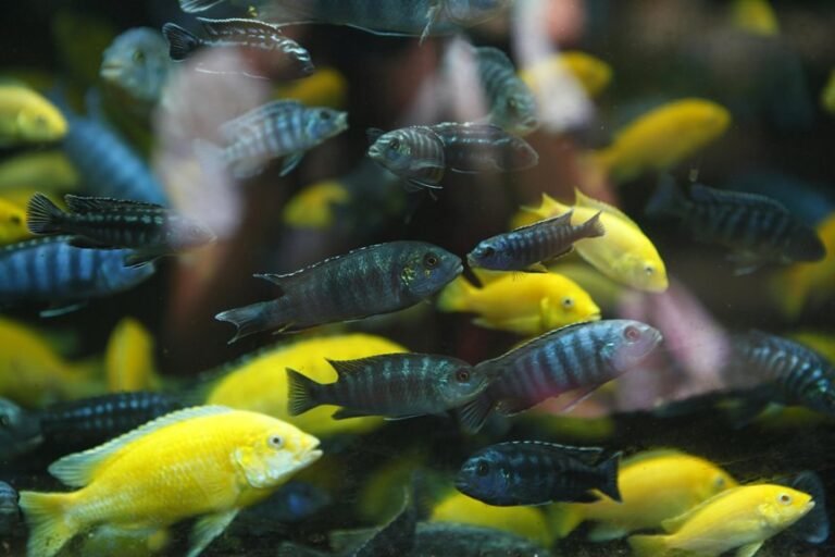 peaceful cichlid tank pairings