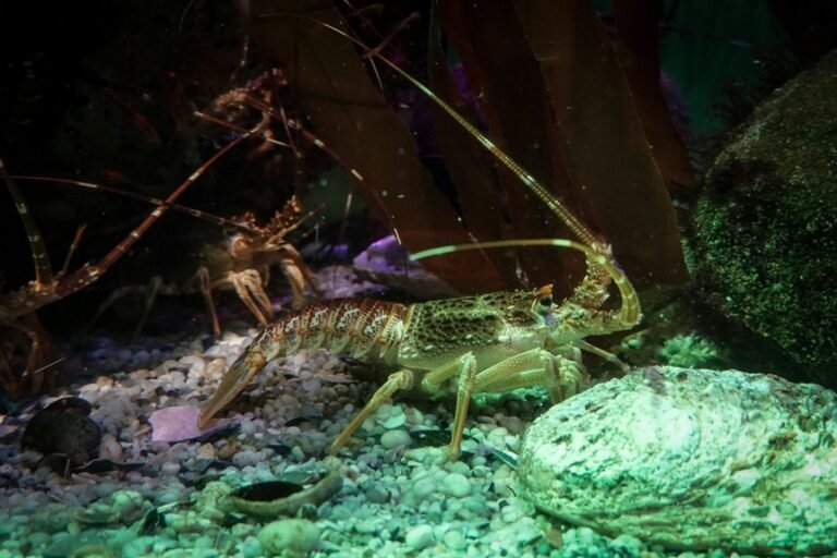 peaceful companions for blue crayfish