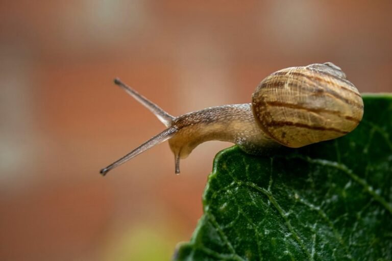 predatory snail controls pests
