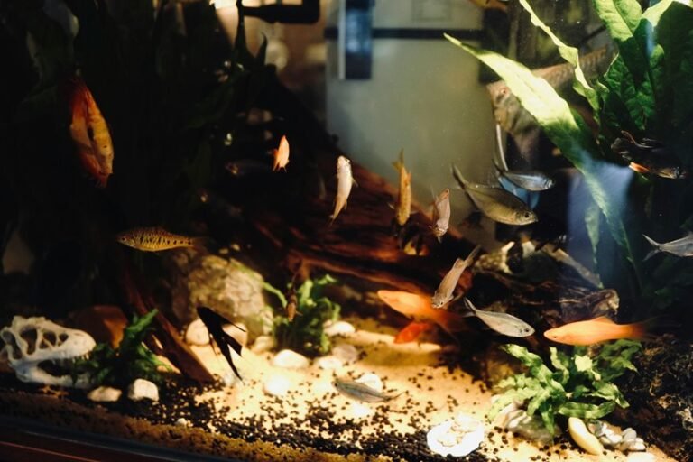 regular water changes feeding