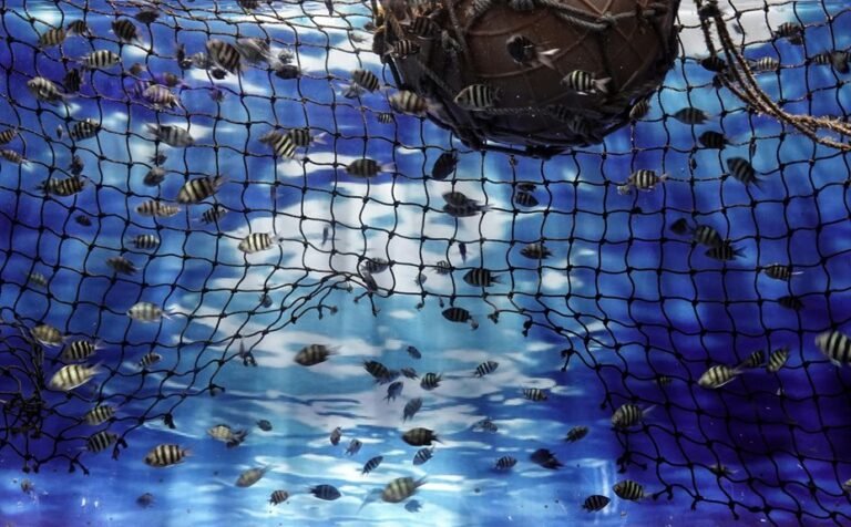 seven aquarium safe fish handling uses