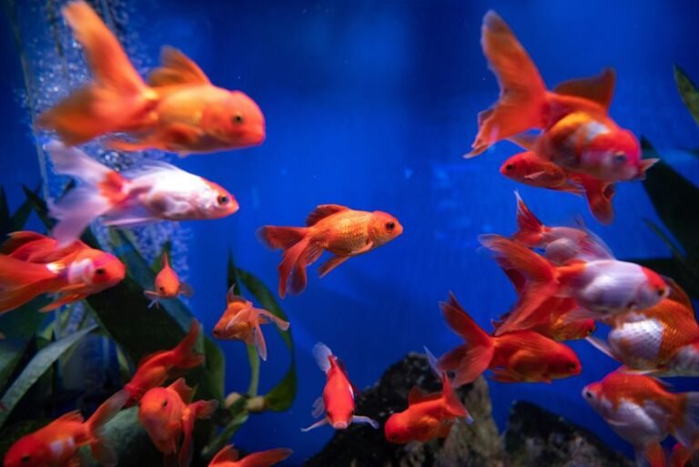 seven oscar fish colorations