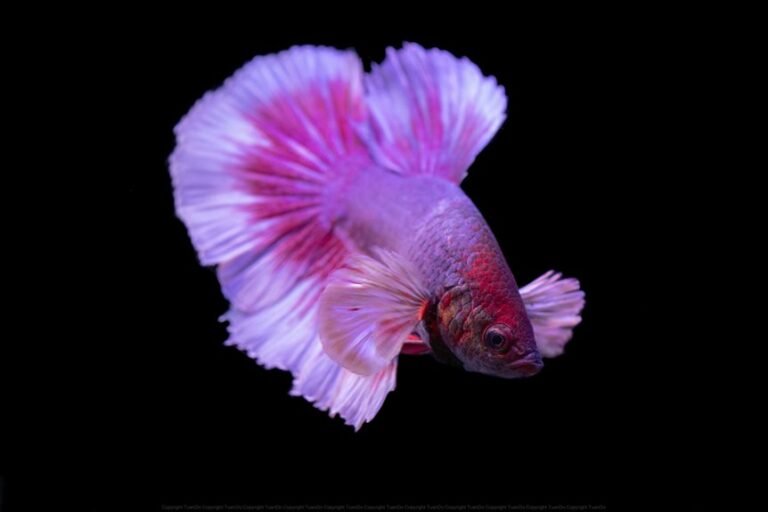 seven step betta fin rot treatment