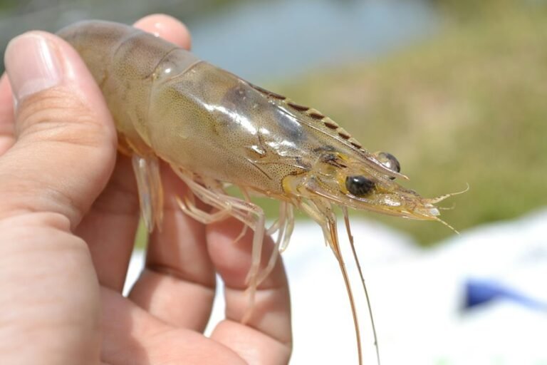shrimp lifespan question title