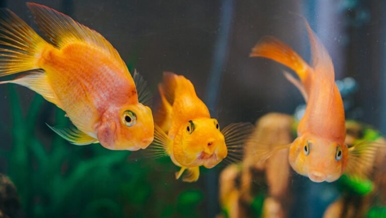 small algae eating aquarium catfish