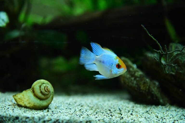 snails control algae balance