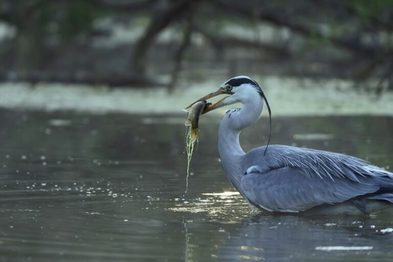 southeast asian shallow freshwater habitats