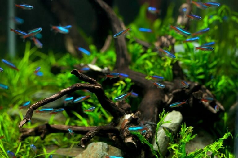 tetra fish lifespan duration