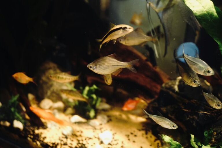 top 15 most beautiful aquariums