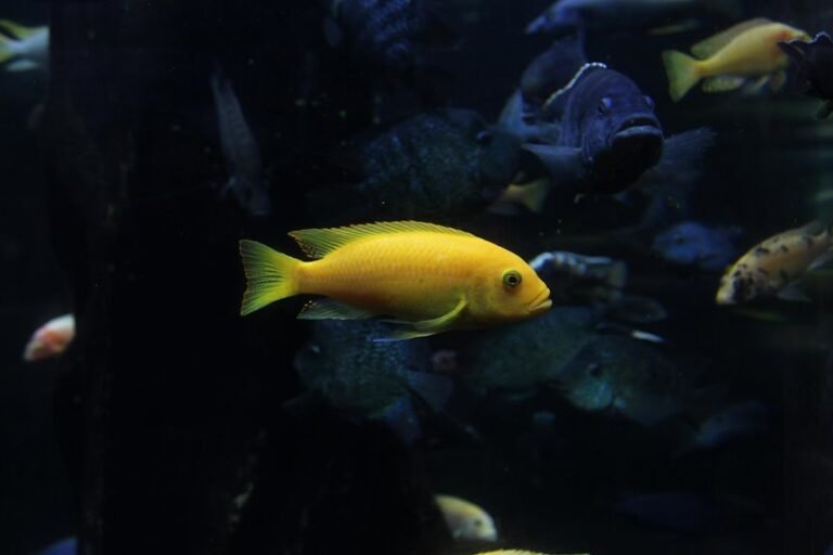 twelve favorite freshwater aquarium fish