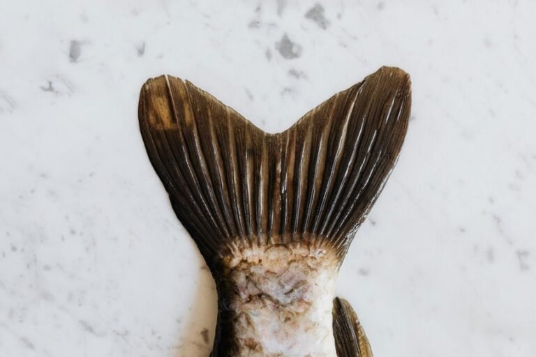 vibrant fins streamlined muscular body