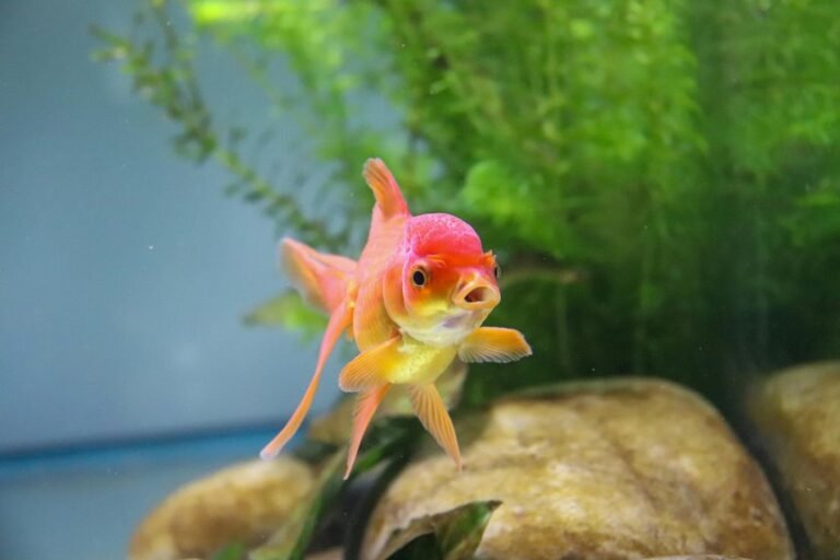 zebra danio lifespan question